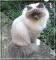 Iščem mačka pasme birman ali ragdoll