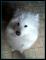 Pes samojed