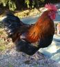 Petelin pasme marans