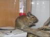 degu