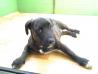 pitbul max