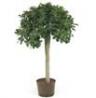 ficus ginseng