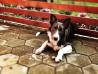 Border Collie - Mejni ovčar - star 6 mesecev