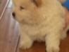 dobro, da gredo Chow Chow mladiči