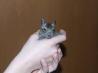 DEGU-ĆILSKA VEVERICA
