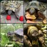 Kopenske želve