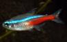 Ribe(neonke,gupije ali skalarke)