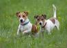 Jack Russell Terrier
