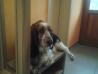 BASSET - psička MIJA