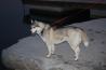 Sibirski husky  z rodovnikom