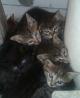 Pet mačjih mladičkov išče novega lastnika