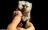 Baby marmozet opice za sprejetje .