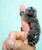 Baby marmozet opice za sprejetje