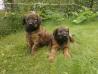 Briard, puppies with pedigree FCI
