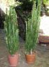 Kaktus Euphorbia
