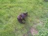 Črni maček (kastriran)