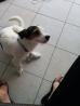 srednje dlaki terier Jack russell