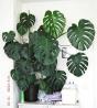 MONSTERA