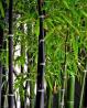 Črni bambus/Black Bamboo