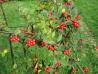 Cotoneaster acuminatus