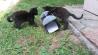 Dva mlada temno rjava mačaka