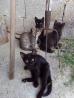 4 male muce