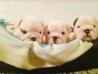 Bulldog Pups