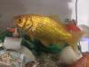 Zlata riba