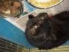 Dolgodlaki črn maček - kastriran