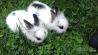 zajčki -mali domači