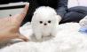 Szpic mini Pomeranian Toy