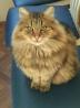 dolgodlaki mucek mešanček med maine coon mačko