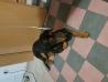 Beauceron Bron