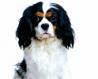 Cavallir King Charles