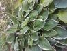 Hosta     Plantain Lilies