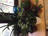 Sobne rastline mix