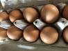 Podarim 150 kokošjih jajc paše reje