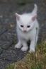 Beli mladiček maček/macka
