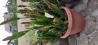 sočnice(sukulente) in kaktusi ter asparagus