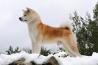 japonska akita inu