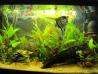 Akvarijske rastline