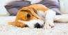 mladicek beagle