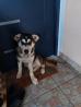 Mešanec med husky in rotvajler