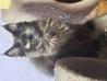 Maine coon mucek
