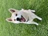Japonska akita