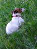 Psička Jack Russell moly