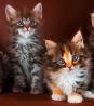 Maine Coon mucki