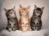 Prikupni mucki pasme maine coon