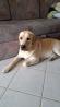 Labradorec