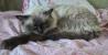 Ragdoll - par
